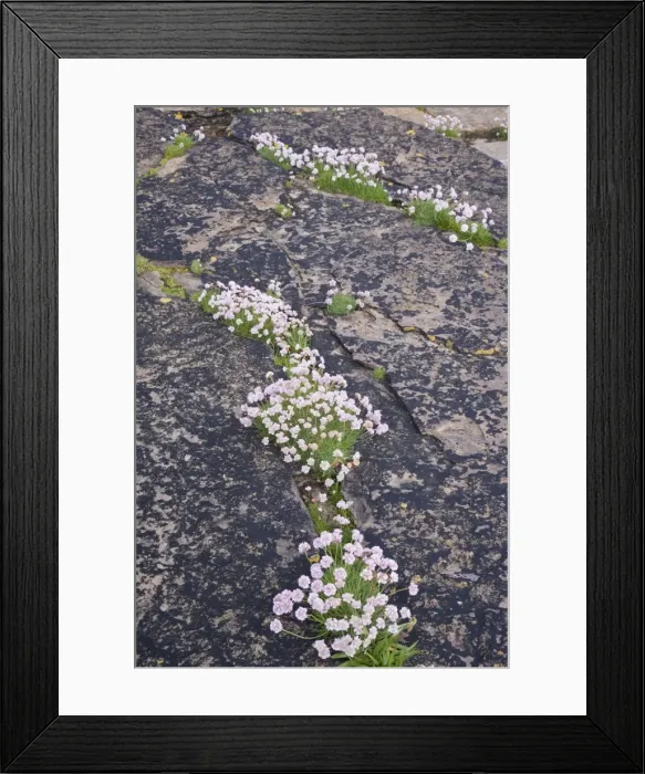 Framed Print : Picture No. 10883281 Framed Print : Picture No. 10883281