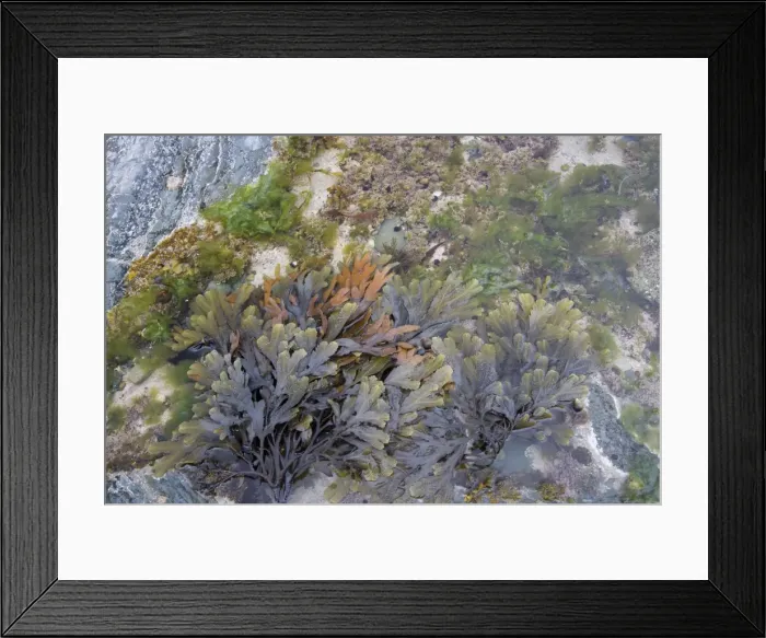 Framed Print : Picture No. 10883288 Framed Print : Picture No. 10883288