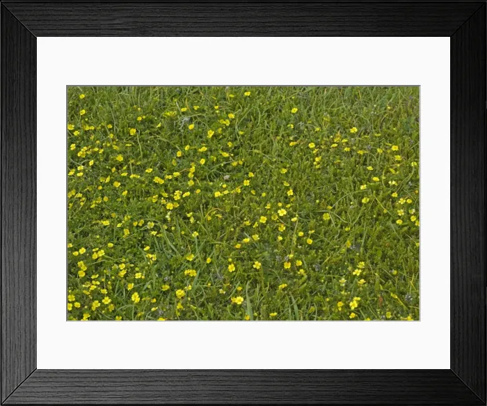 Framed Print : Picture No. 10883284 Framed Print : Picture No. 10883284