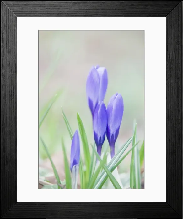 Framed Print : Picture No. 10883293 Framed Print : Picture No. 10883293