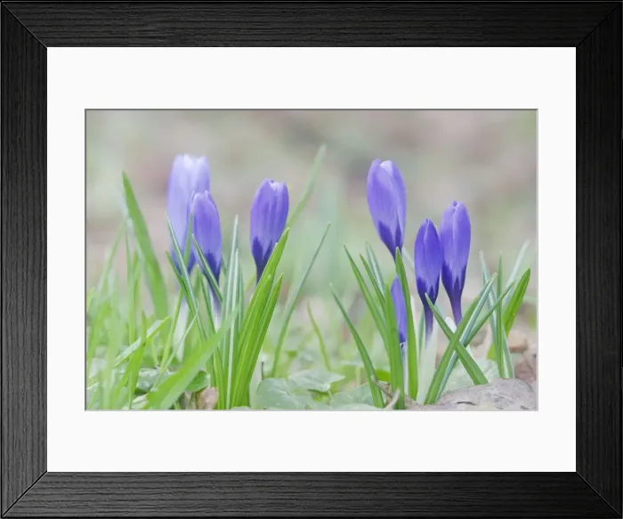 Framed Print : Picture No. 10883294 Framed Print : Picture No. 10883294