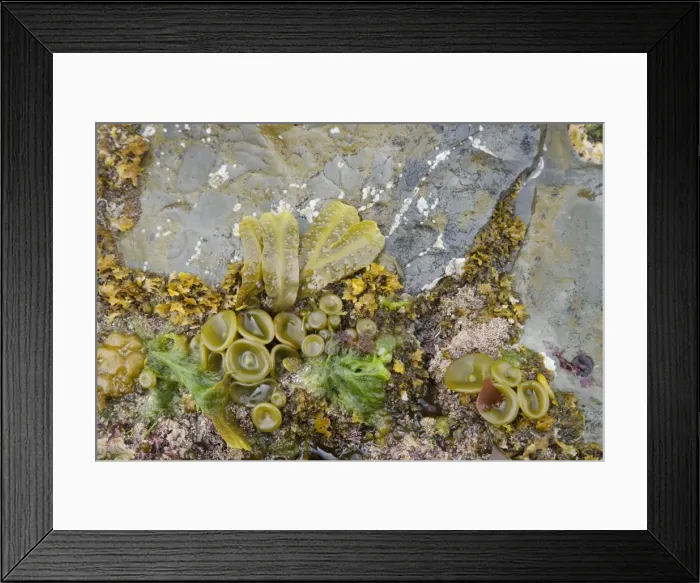 Framed Print : Picture No. 10883289