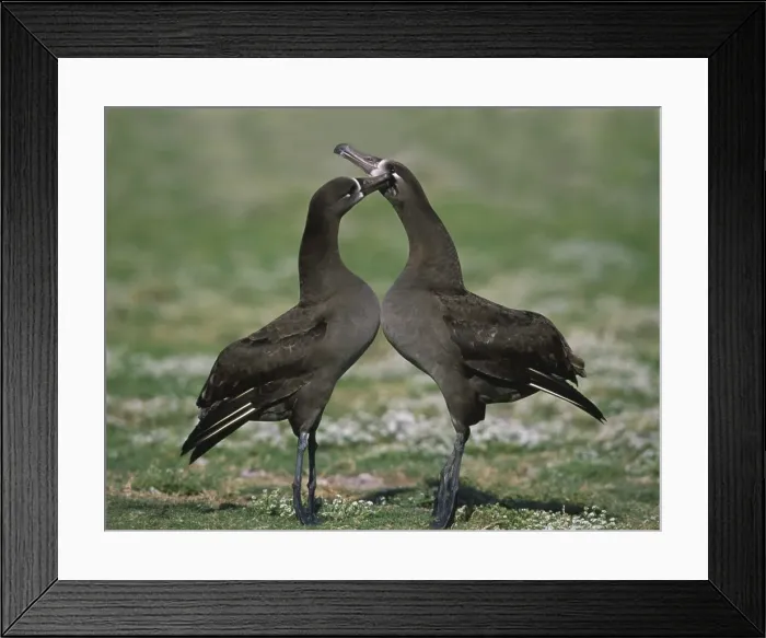Framed Print : Picture No. 10883295 Framed Print : Picture No. 10883295