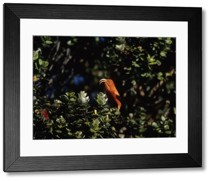 Framed Print : Picture No. 10883297 Framed Print : Picture No. 10883297