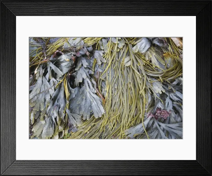 Framed Print : Picture No. 10883292 Framed Print : Picture No. 10883292