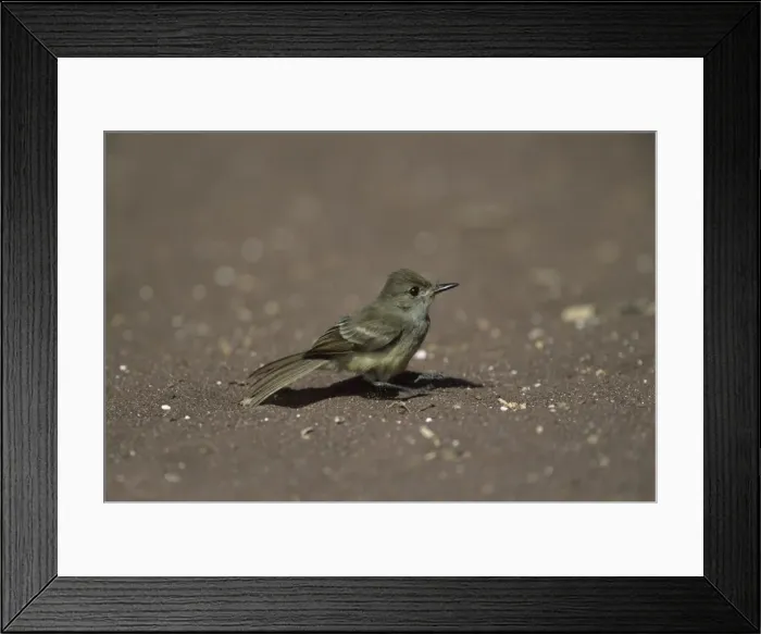 Framed Print : Picture No. 10883300 Framed Print : Picture No. 10883300