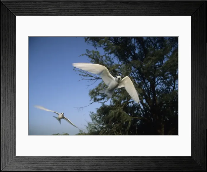 Framed Print : Picture No. 10883296 Framed Print : Picture No. 10883296