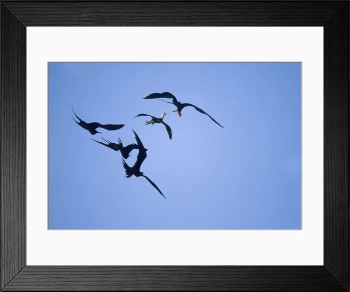 Framed Print : Picture No. 10883303 Framed Print : Picture No. 10883303