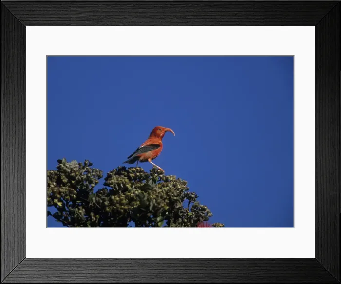 Framed Print : Picture No. 10883298 Framed Print : Picture No. 10883298