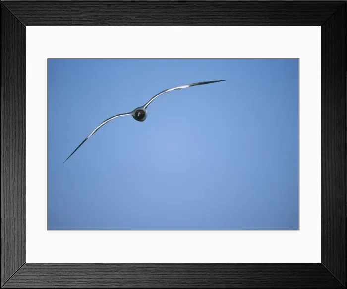 Framed Print : Picture No. 10883305 Framed Print : Picture No. 10883305