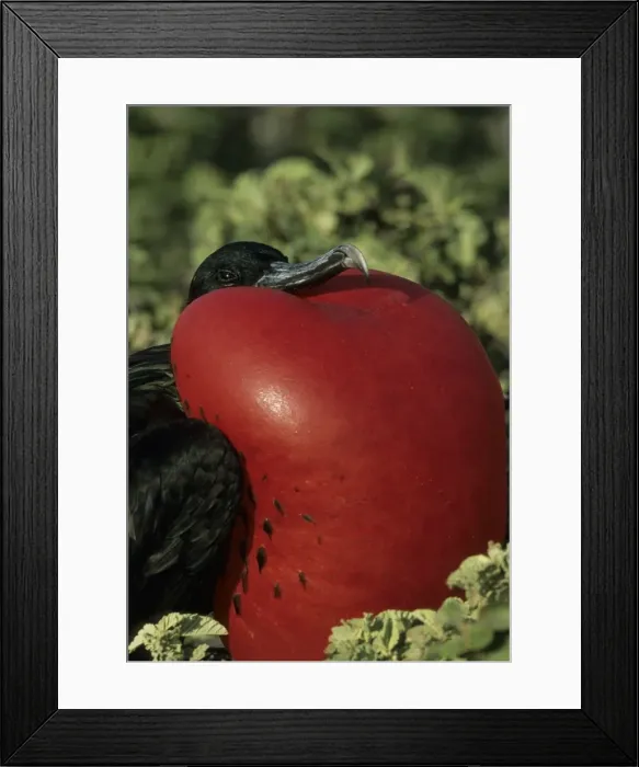 Framed Print : Picture No. 10883301 Framed Print : Picture No. 10883301