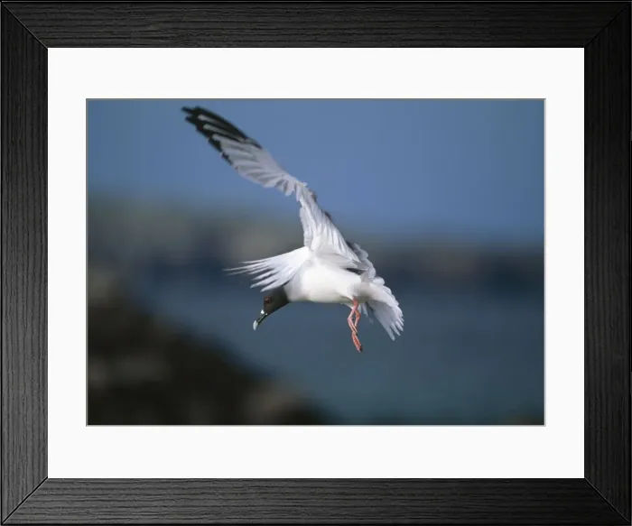 Framed Print : Picture No. 10883306 Framed Print : Picture No. 10883306
