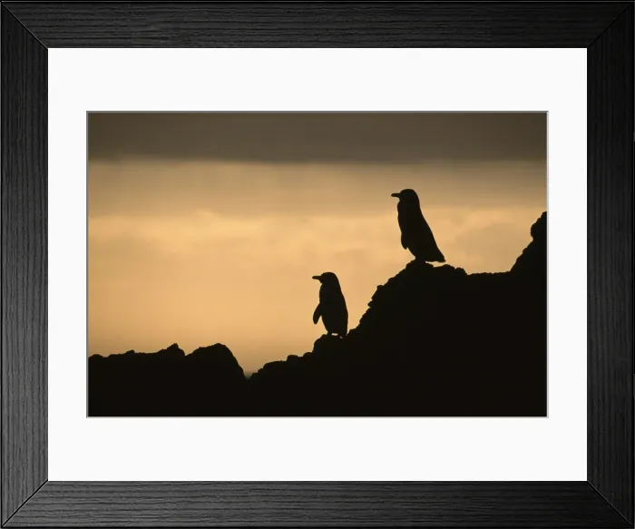 Framed Print : Picture No. 10883309 Framed Print : Picture No. 10883309