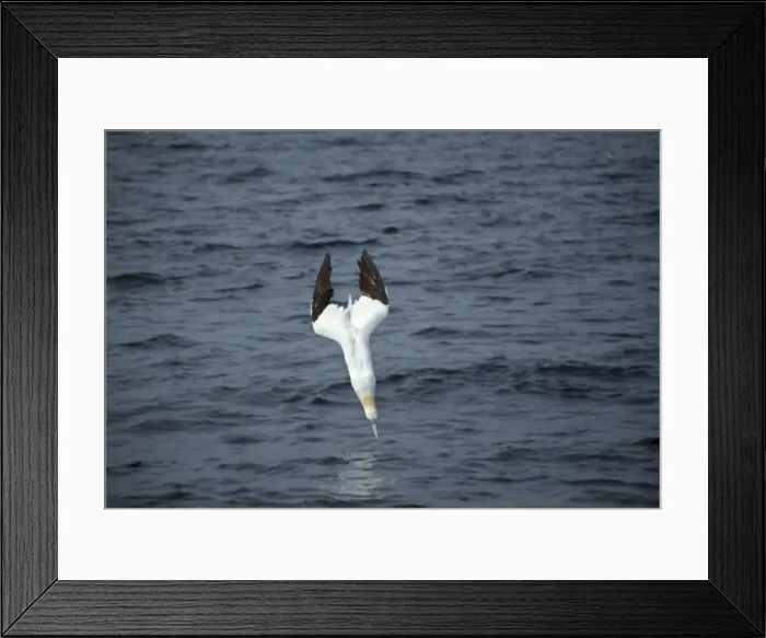 Framed Print : Picture No. 10883307 Framed Print : Picture No. 10883307