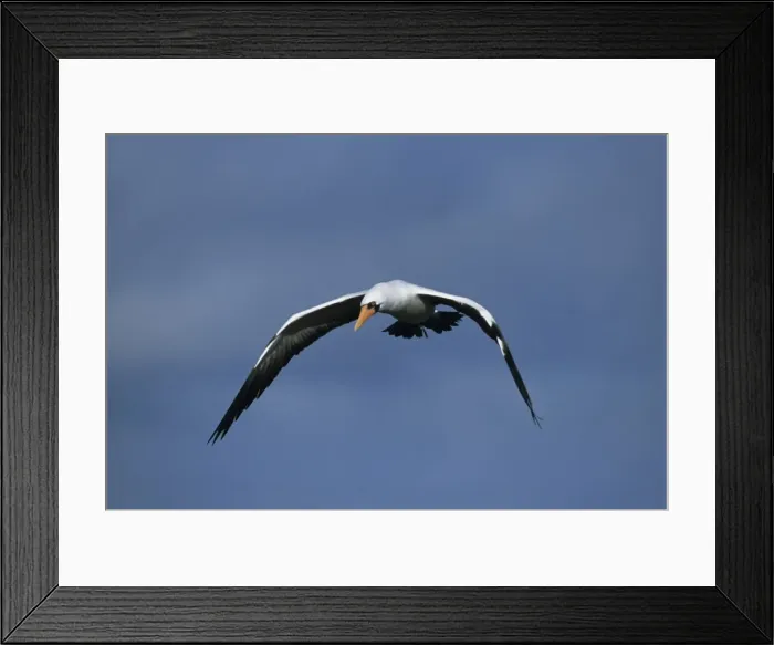 Framed Print : Picture No. 10883304 Framed Print : Picture No. 10883304