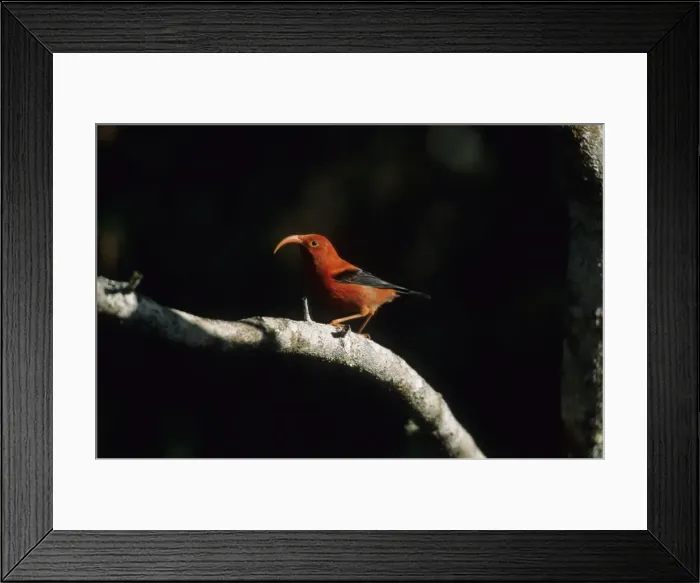 Framed Print : Picture No. 10883311 Framed Print : Picture No. 10883311