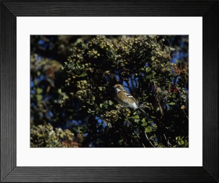 Framed Print : Picture No. 10883314 Framed Print : Picture No. 10883314
