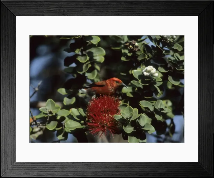 Framed Print : Picture No. 10883310