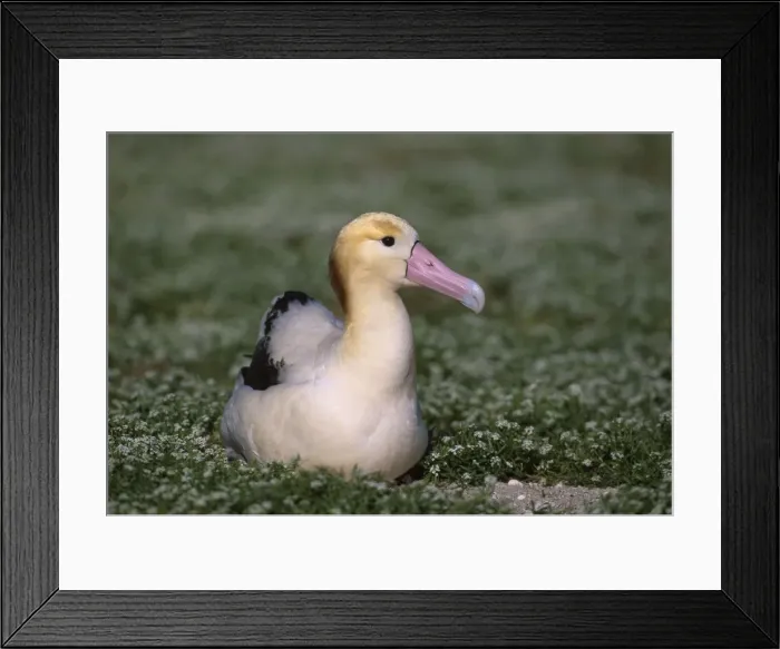 Framed Print : Picture No. 10883308 Framed Print : Picture No. 10883308