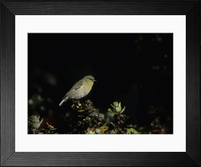 Framed Print : Picture No. 10883313 Framed Print : Picture No. 10883313