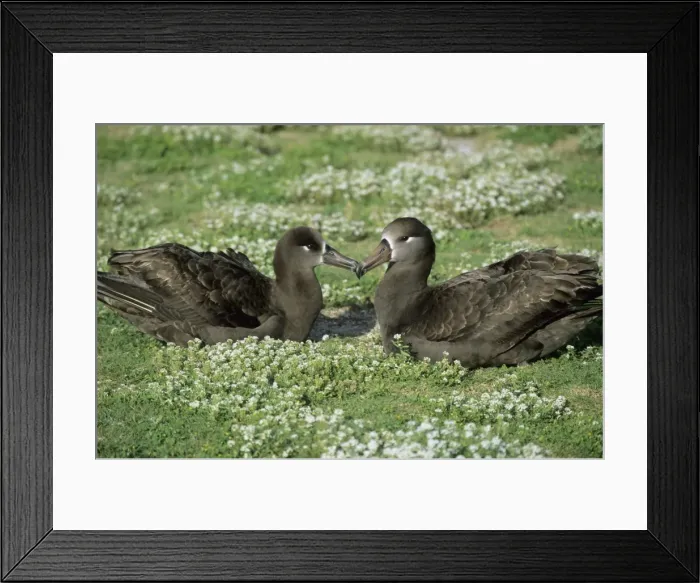 Framed Print : Picture No. 10883320 Framed Print : Picture No. 10883320