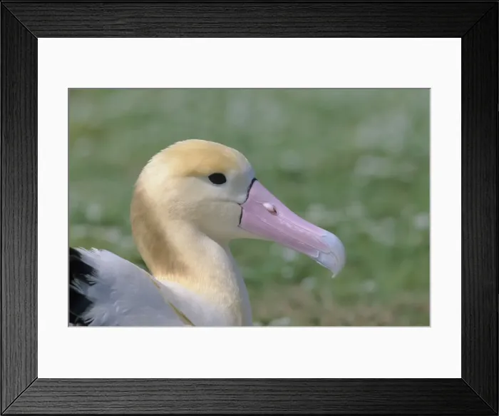 Framed Print : Picture No. 10883316 Framed Print : Picture No. 10883316