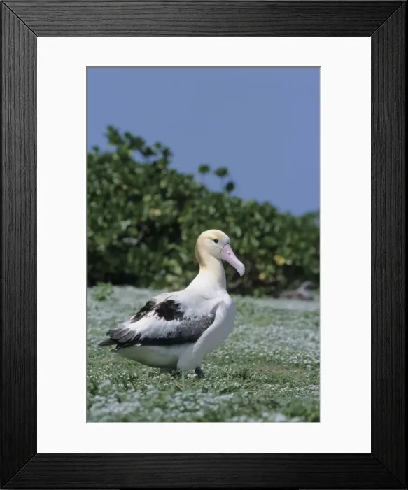 Framed Print : Picture No. 10883317 Framed Print : Picture No. 10883317