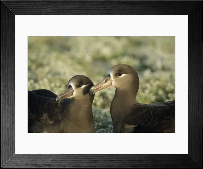 Framed Print : Picture No. 10883321 Framed Print : Picture No. 10883321