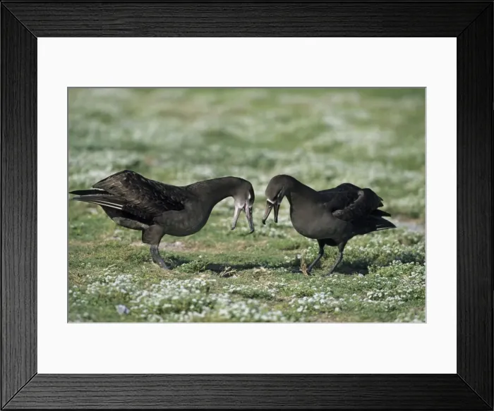 Framed Print : Picture No. 10883322 Framed Print : Picture No. 10883322