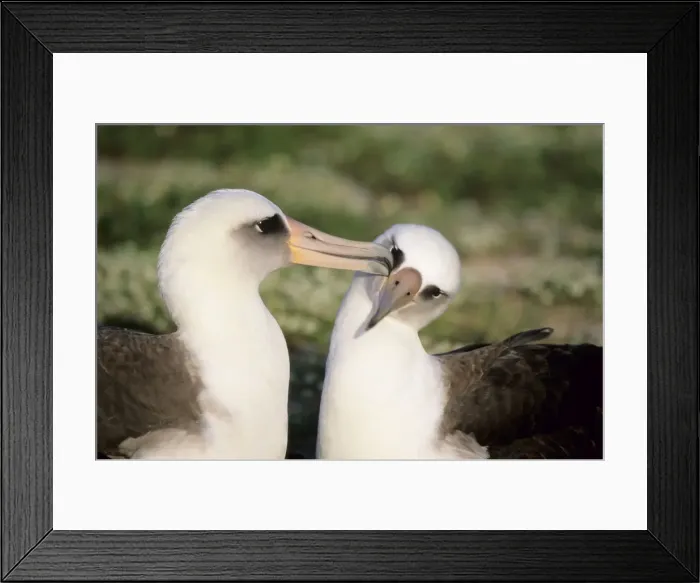Framed Print : Picture No. 10883325 Framed Print : Picture No. 10883325