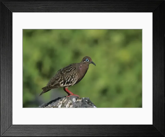 Framed Print : Picture No. 10883326 Framed Print : Picture No. 10883326