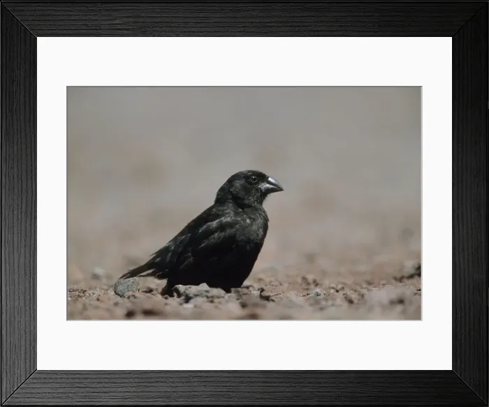 Framed Print : Picture No. 10883327 Framed Print : Picture No. 10883327