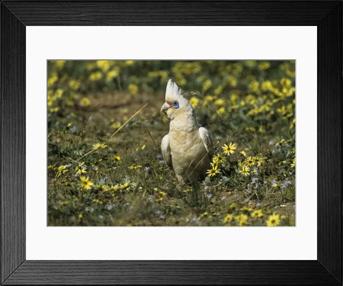 Framed Print : Picture No. 10883329 Framed Print : Picture No. 10883329
