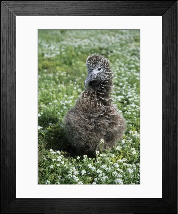 Framed Print : Picture No. 10883323 Framed Print : Picture No. 10883323