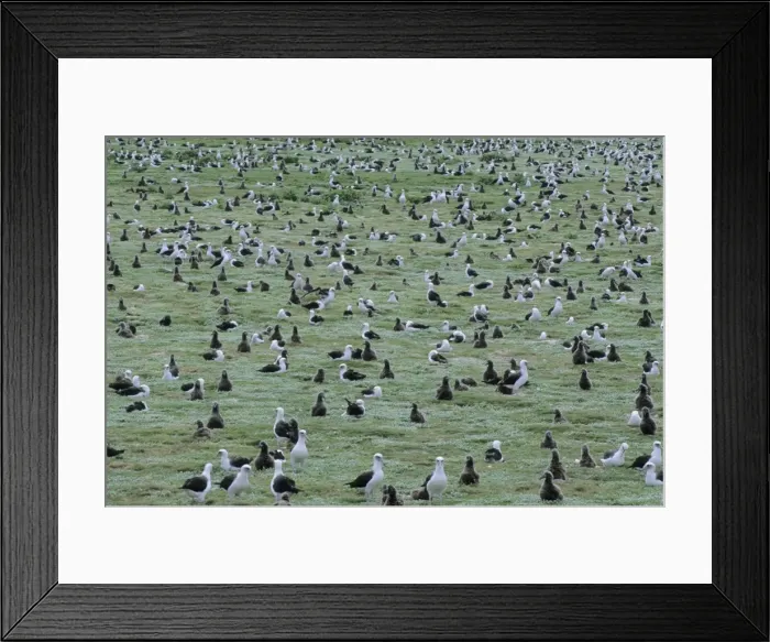 Framed Print : Picture No. 10883324 Framed Print : Picture No. 10883324