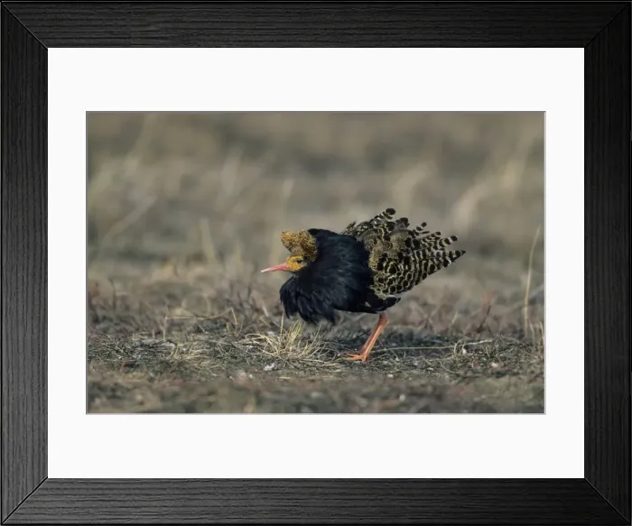 Framed Print : Picture No. 10883332 Framed Print : Picture No. 10883332