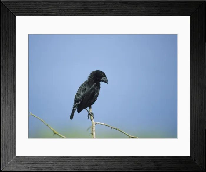 Framed Print : Picture No. 10883328 Framed Print : Picture No. 10883328