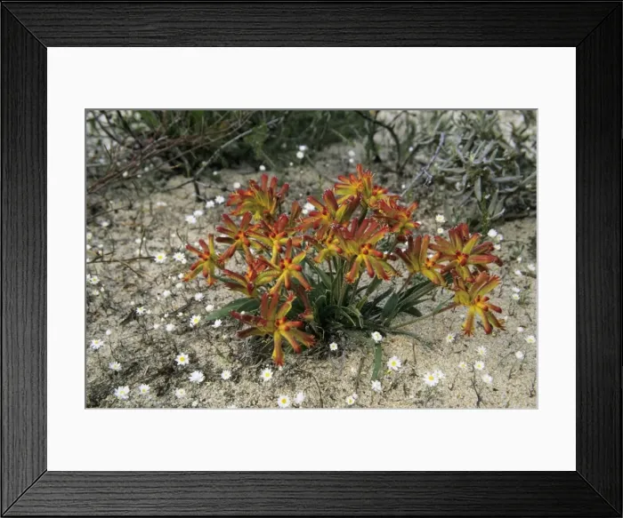 Framed Print : Picture No. 10883333 Framed Print : Picture No. 10883333