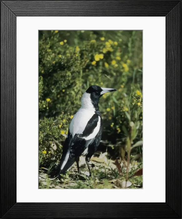 Framed Print : Picture No. 10883330 Framed Print : Picture No. 10883330