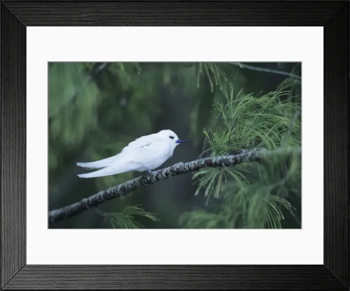 Framed Print : Picture No. 10883334 Framed Print : Picture No. 10883334