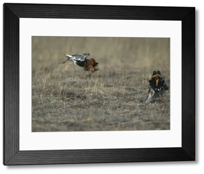 Framed Print : Picture No. 10883337 Framed Print : Picture No. 10883337