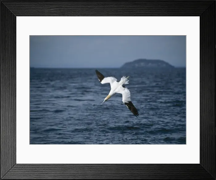 Framed Print : Picture No. 10883336 Framed Print : Picture No. 10883336