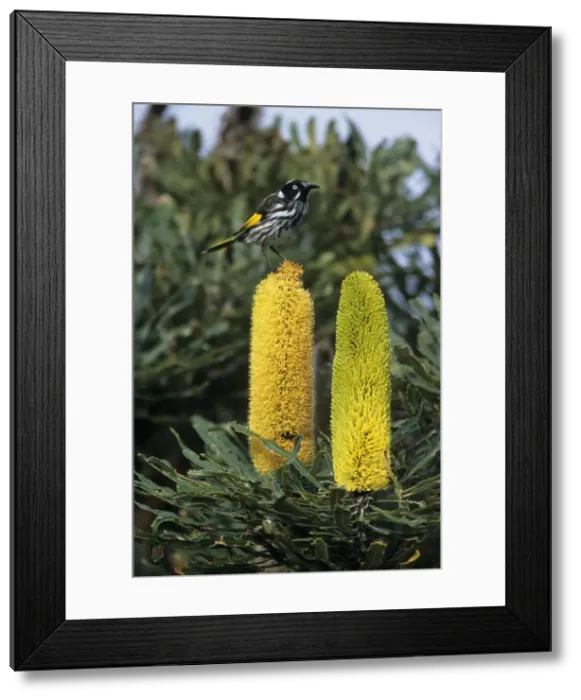 Framed Print : Picture No. 10883331