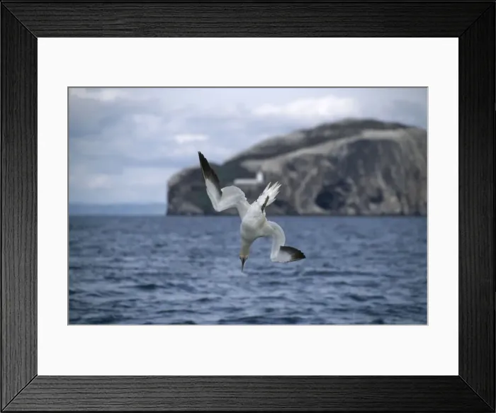 Framed Print : Picture No. 10883335 Framed Print : Picture No. 10883335