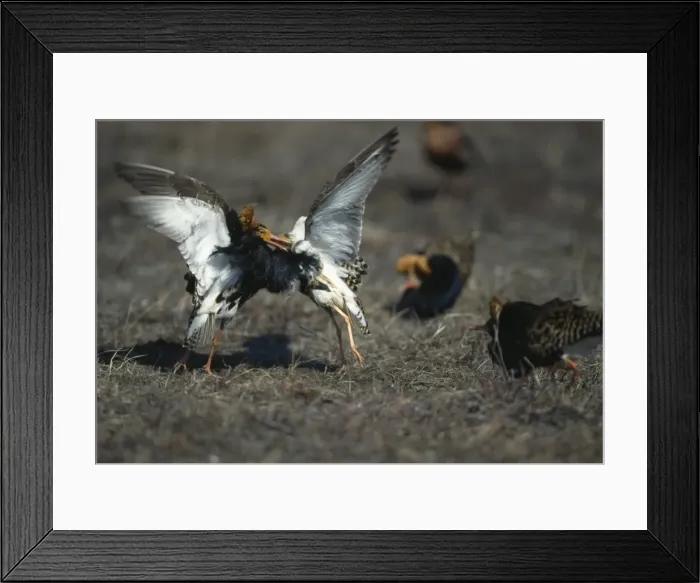 Framed Print : Picture No. 10883338 Framed Print : Picture No. 10883338