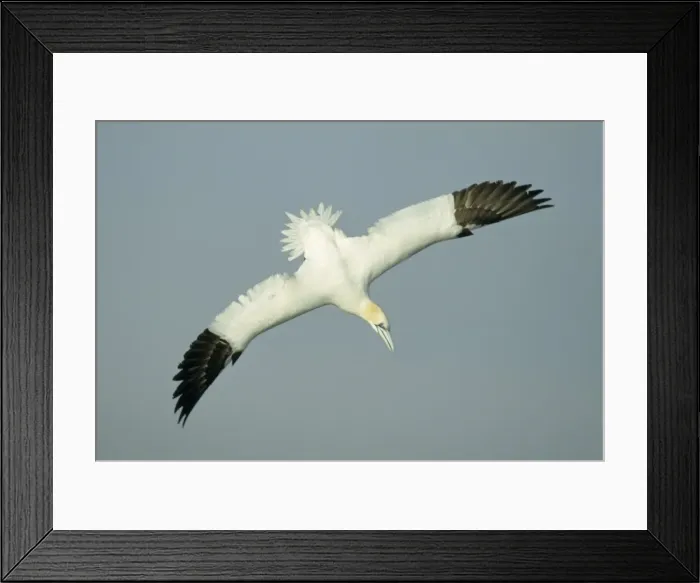 Framed Print : Picture No. 10883341 Framed Print : Picture No. 10883341