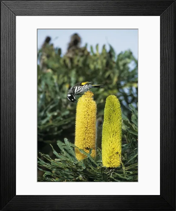 Framed Print : Picture No. 10883342 Framed Print : Picture No. 10883342