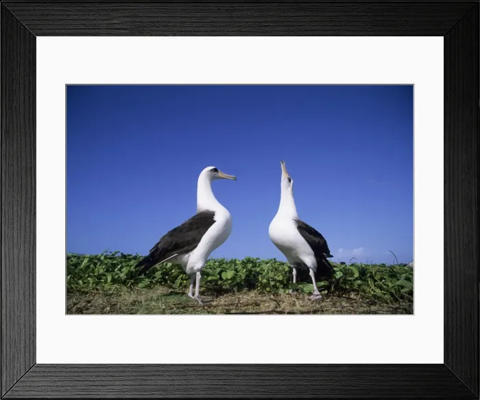 Framed Print : Picture No. 10883340 Framed Print : Picture No. 10883340