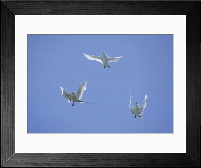 Framed Print : Picture No. 10883344 Framed Print : Picture No. 10883344