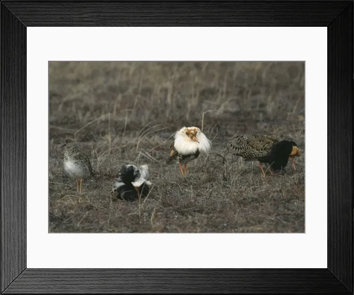 Framed Print : Picture No. 10883339 Framed Print : Picture No. 10883339